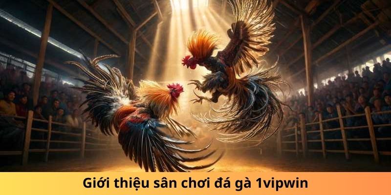 Giới thiệu sân chơi đá gà 1win