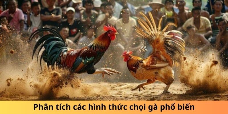 Phân tích các hình thức chọi gà phổ biến